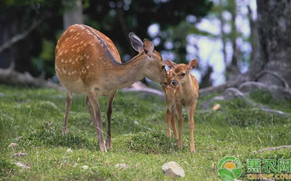 幼鹿怎么養(yǎng)殖？幼鹿飼養(yǎng)管理方法