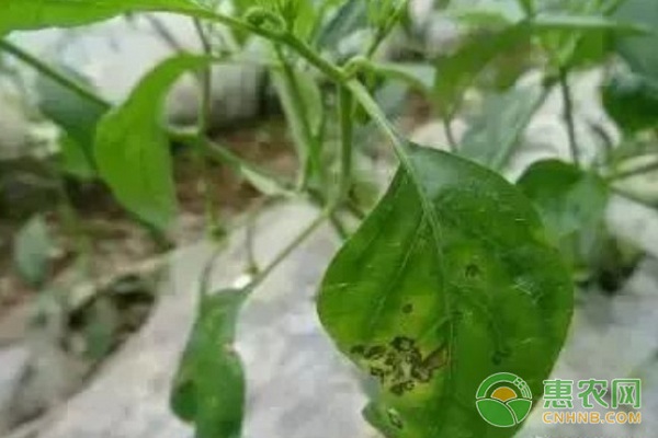 辣椒有哪些常見病害？辣椒常見病害及其防治方法