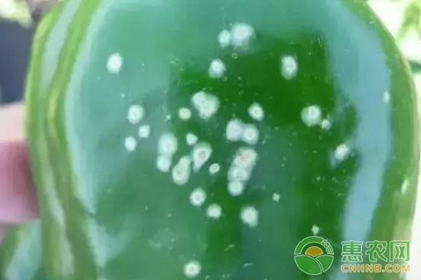 辣椒有哪些常見病害？辣椒常見病害及其防治方法