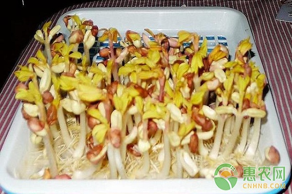 家庭花生芽怎么發(fā)？家庭培育花生芽的五個方法