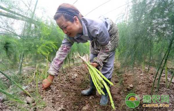 蘆筍大棚高效種植技術(shù)