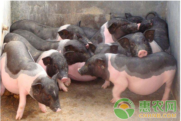 豬喘氣怎么治療？豬喘氣的防治方案