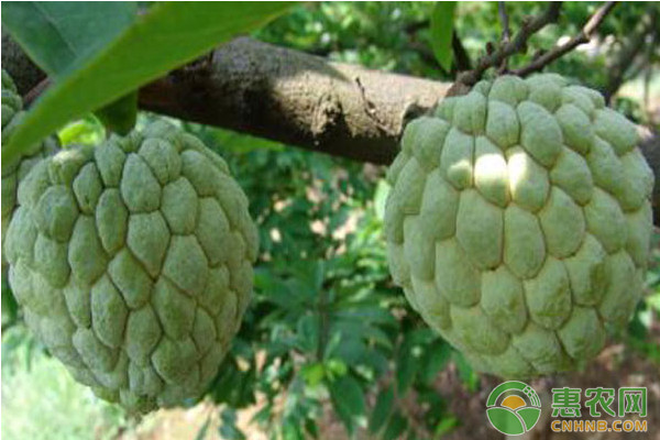 番荔枝怎么種植？番荔枝高效種植技術(shù)