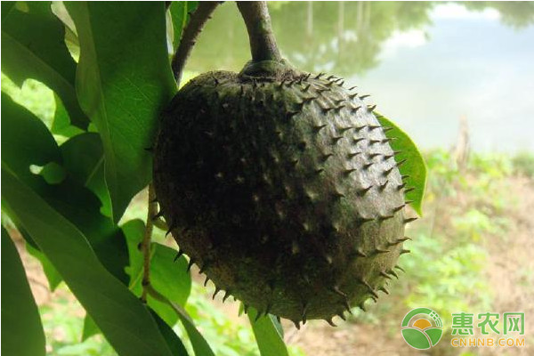 番荔枝怎么種植？番荔枝高效種植技術(shù)