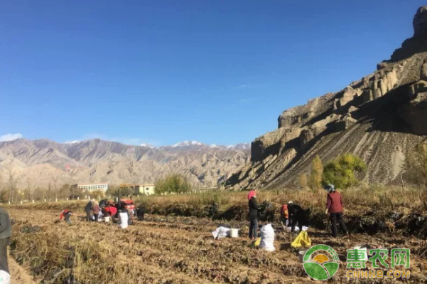 馬鈴薯種植有效提高土地的利用率和產(chǎn)出率