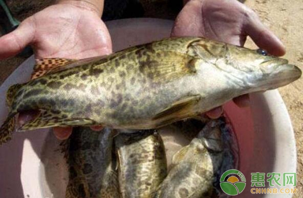 鱖魚(yú)大水面養(yǎng)殖