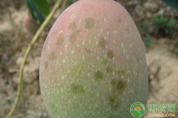 芒果露水斑