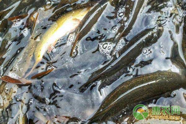 草魚輪捕套養(yǎng)技術(shù)，畝效益近4000元