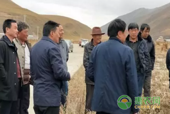  阿薩種植養(yǎng)殖農(nóng)民專業(yè)合作社藜麥大豐收