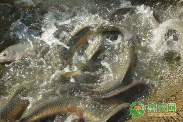草魚輪捕套養(yǎng)技術(shù)，畝效益近4000元