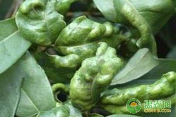 荔枝癭螨有何危害？如何防治荔枝癭螨？