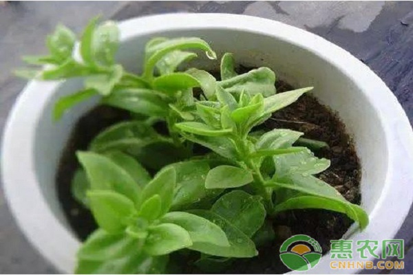 家養(yǎng)植物小竅門：這些妙招讓你家的植物越長越多！