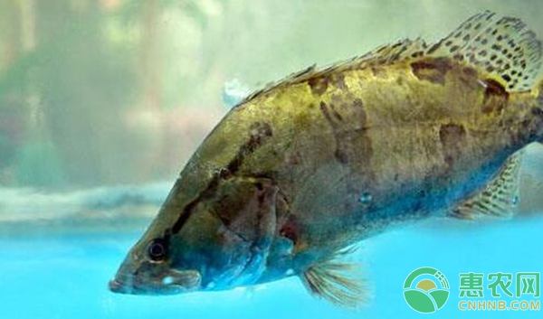 鱖魚(yú)的養(yǎng)殖