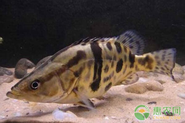 鱖魚(yú)養(yǎng)殖技術(shù)