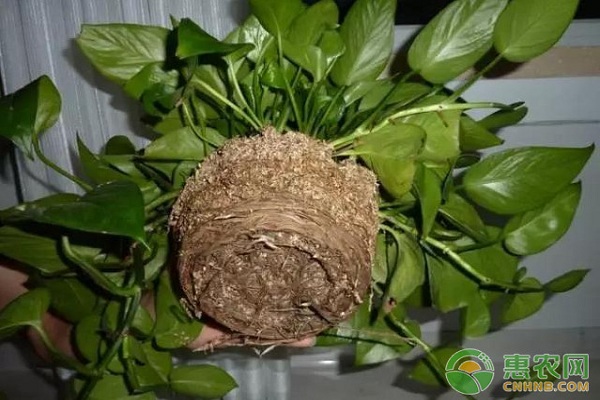 家養(yǎng)植物小竅門：這些妙招讓你家的植物越長越多！