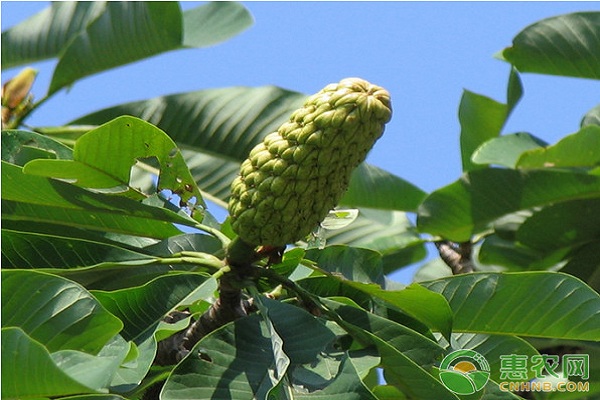 厚朴怎麼種植?厚朴種植怎麼育苗?