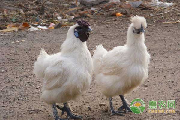 乌鸡育成期饲养管理方法