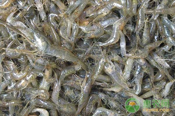淡水南美白对虾养殖技术 淡水南美白对虾养殖技术试视频殖技术