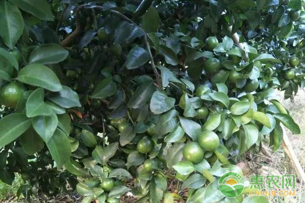 柑橘種植技術(shù)：柑橘花芽分化期管理措施
