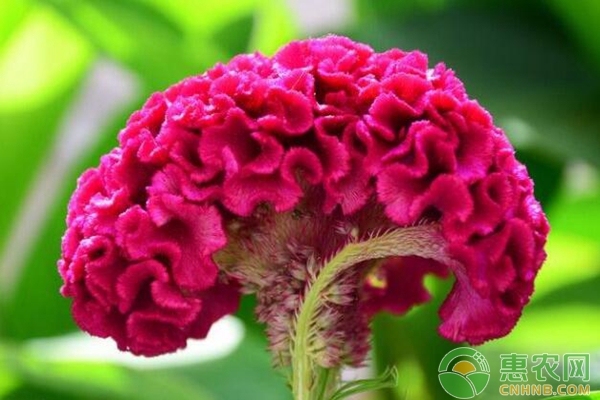雞冠花人工栽培技術