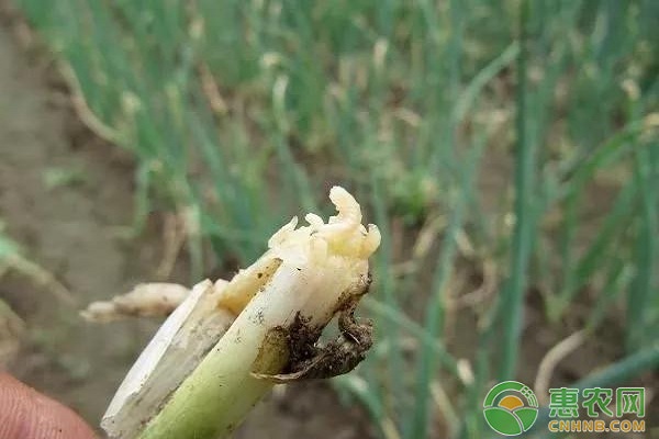 香蔥有哪些常見蟲害？香蔥常見蟲害及其防治措施