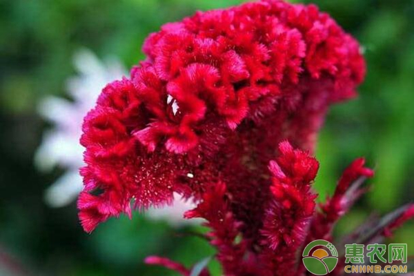 雞冠花人工栽培技術