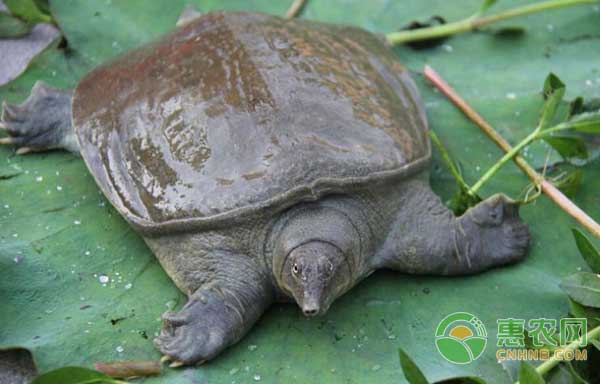 人工養(yǎng)殖甲魚如何繁殖？甲魚繁殖孵化方法