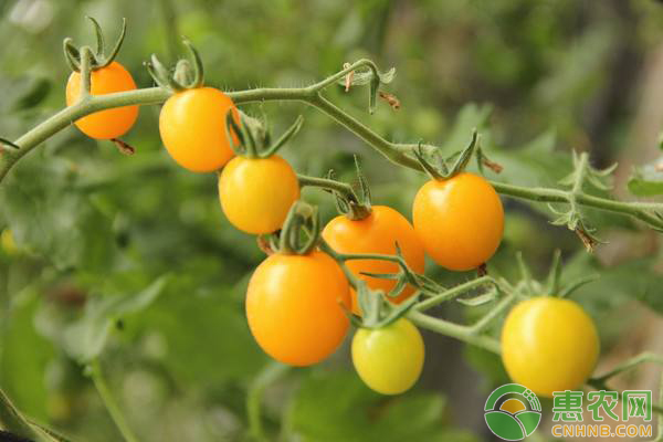 番茄<a href='http://www.iweekee.cn/t/42177.html' class='j-href' target='_blank'><span style='color:#FF8001'>種植技術(shù)</span></a>