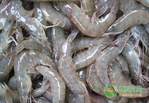 秋季<a href='http://www.iweekee.cn/t/118820.html' class='j-href' target='_blank'><span style='color:#FF8001'>小龍蝦繁殖</span></a>高峰期管理三大要點(diǎn)