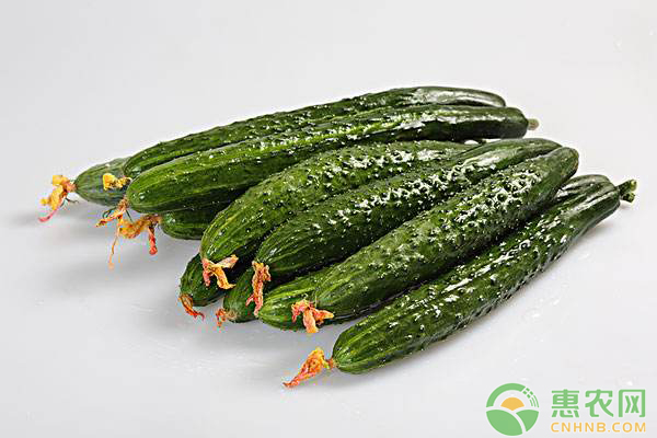 黃瓜栽種技巧