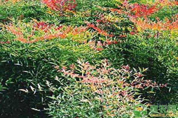 南天竹如何養(yǎng)殖？老花匠教你這三點(diǎn)技巧