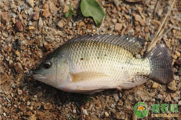 羅非魚池塘高效養(yǎng)殖關(guān)鍵技術(shù)