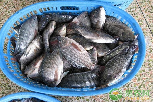 羅非魚池塘高效養(yǎng)殖關(guān)鍵技術(shù)
