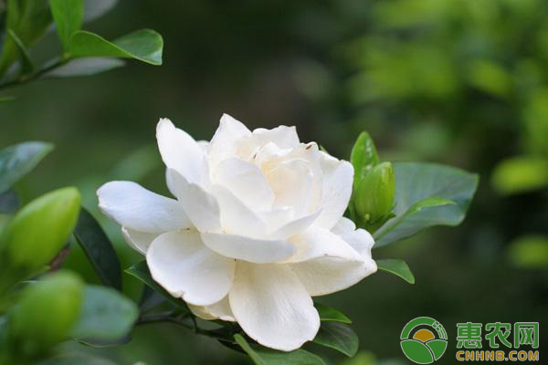 梔子花養(yǎng)殖