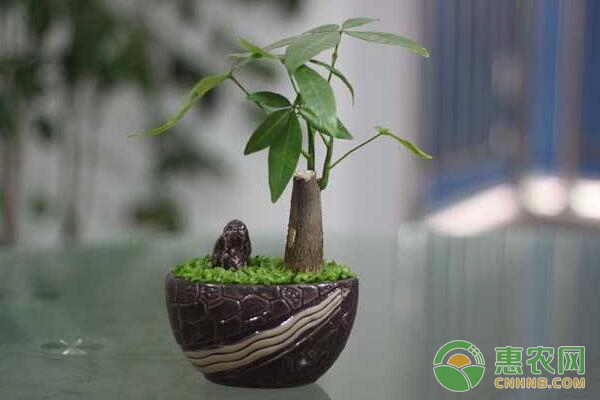 <a href='http://mixian138.com/t/19153.html' class='j-href' target='_blank'><span style='color:#FF8001'>發(fā)財(cái)樹(shù)養(yǎng)殖</span></a>