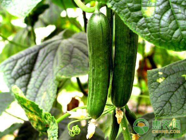經(jīng)驗(yàn)老農(nóng)分享黃瓜高產(chǎn)種植方法