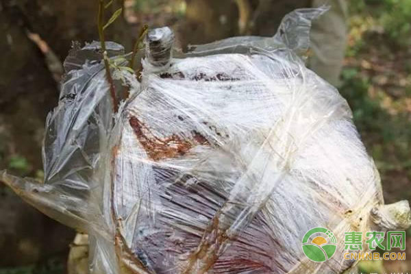 荔枝嫁接技巧：荔枝高位嫁接方法及管理事項