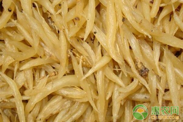 天门冬田间管理