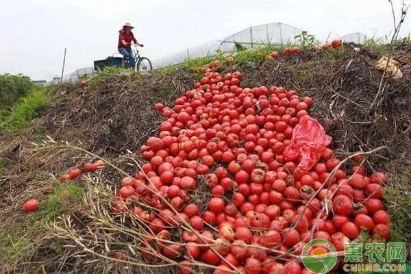 西紅柿爛果怎么回事?西紅柿爛果解決辦法