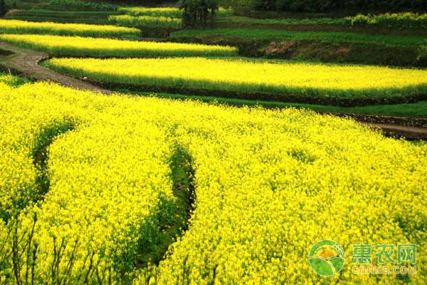 油菜怎么种油菜种植管理技术