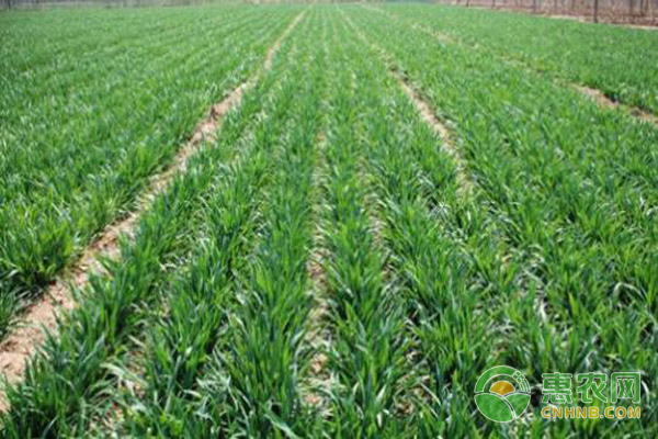 小麥種植技術(shù)
