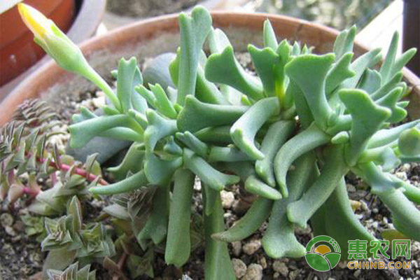 多肉種植技術(shù)
