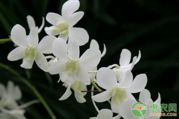蘭花養(yǎng)殖
