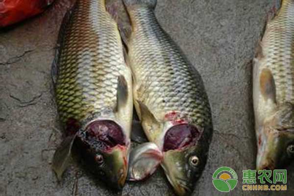 肉眼怎么檢查魚?。咳庋蹤z查魚病的方法及三個注意事項