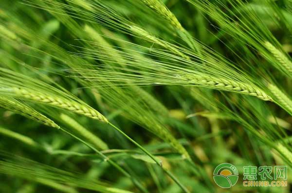 今年小麦有哪些主要病虫害？小麦病虫害发生特点及原因分析