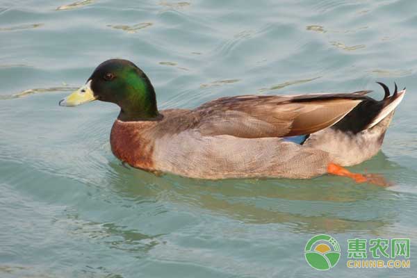 各階段野鴨飼養(yǎng)管理技術