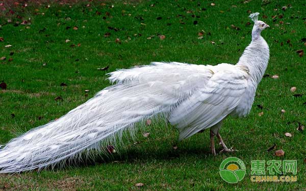 孔雀的飼養(yǎng)管理及疾病防治措施