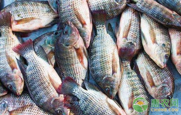 羅非魚過冬