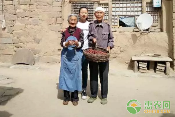 贫困户枣农95户