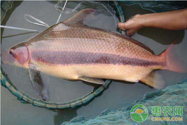 水產(chǎn)魚藥的使用技巧：教你幾招提高魚藥療效！